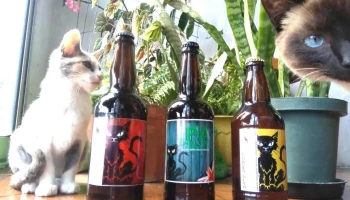 Gato Arisco Beer - Maldonado