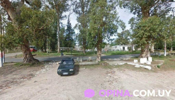 Girasoles del Oeste - Pajas Blancas Girasoles del Oeste - Pajas Blancas