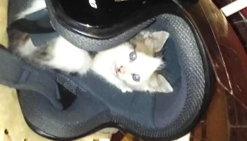 Globos Impresos - 45100 Paso De Los Toros Globos Impresos - 45100 Paso De Los Toros