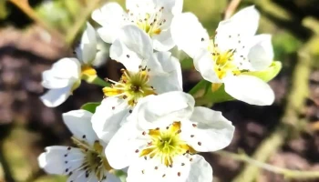 Granja Eben-Ezer - 90300 Progreso Granja Eben-Ezer - 90300 Progreso