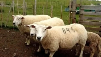 Granja el mirador - Bella Unión