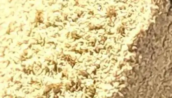 Growshop Colonia del sacramento