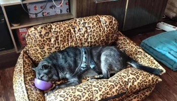 Grupo Atenea Uruguay - Montevideo Grupo Atenea Uruguay - Montevideo