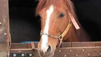 Haras Rml Cuarto De Milla - Villa Sara