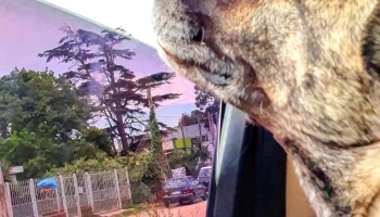 Hospital Veterinario de la Costa - 15800 Ciudad De La Costa