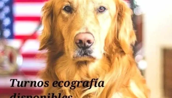 Hospital Veterinario Santa Catalina - B1824Kdo Lanús Hospital Veterinario Santa Catalina - B1824Kdo Lanús