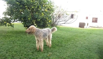 Hotel Los Mimosos Pensionado Para Perros - 87 Solar 53 Hotel Los Mimosos Pensionado Para Perros - 87 Solar 53