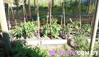 Huceba (huerta comunitaria) - Montevideo