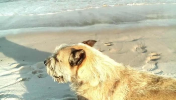 Huella Animal - 15300 Parque Del Plata