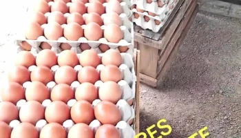 Huevero de Piedras Blancas - 12200 Montevideo