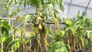 Isla Verde - 15200 Estación Atlántida