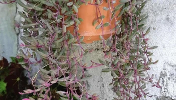 Jardín Escondido - Juan L. Lacaze Jardín Escondido - Juan L. Lacaze