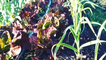 La casita del Álamo - Esquina Máximo Pérez La casita del Álamo - Esquina Máximo Pérez