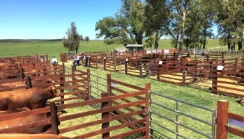 La Empastada - Durazno La Empastada - Durazno