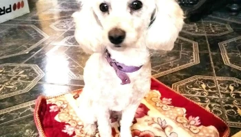 La Mascota Pet Shop - 40000 Rivera La Mascota Pet Shop - 40000 Rivera