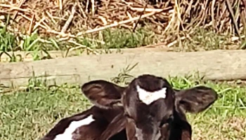 La Oportunidad - Cardal La Oportunidad - Cardal