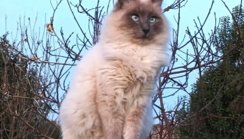 La Yunta Hospital Veterinario - 75100 Dolores