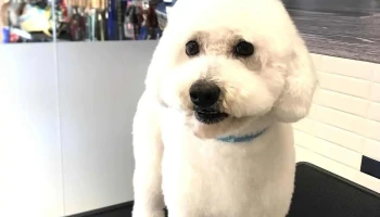 Laika - 11600 Montevideo Laika - 11600 Montevideo