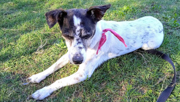 Laika | Buceo - 11600 Montevideo Laika | Buceo - 11600 Montevideo