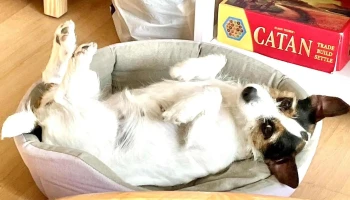 Laika Punta del Este - 20000 Punta Del Este