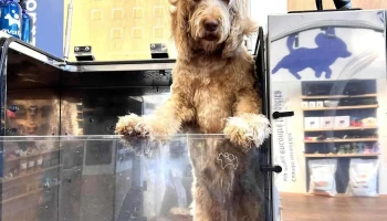 Lavakan - 20000 Punta Del Este