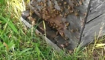 Lo de Nico - 45000 Tacuarembó