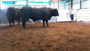 Local Don Tito - 45000 Departamento De Tacuarembó