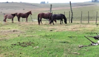 Lujan Tacuarembó Uruguay - Tacuarembó Lujan Tacuarembó Uruguay - Tacuarembó