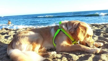 Marvet Clínica Veterinaria - 27400 Puerto La Paloma Marvet Clínica Veterinaria - 27400 Puerto La Paloma