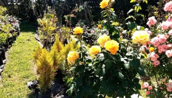 Mary - Montevideo Mary - Montevideo