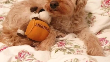 Mascotas y Cia - 11300 Montevideo Mascotas y Cia - 11300 Montevideo