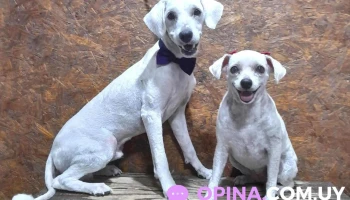 Max Peluquería Canina - Departamento De Paysandú Max Peluquería Canina - Departamento De Paysandú