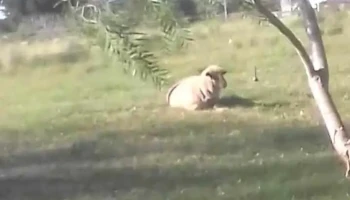 Megal Canelones - 90000 Canelones Megal Canelones - 90000 Canelones