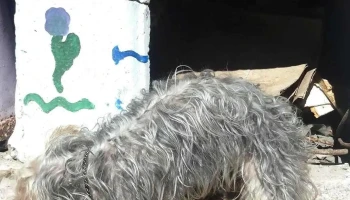 Megal Progreso - 15900 Progreso