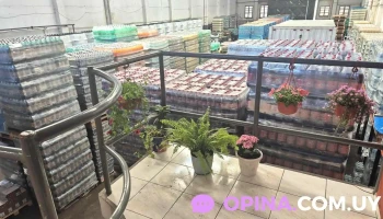 Mirlo - 11800 Montevideo