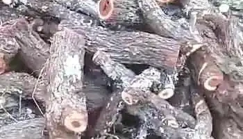 Monte Leña - Cdad Monte Leña - Cdad