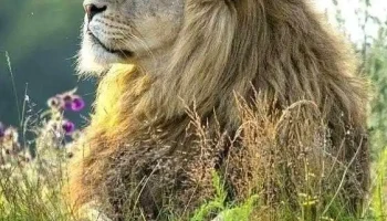 Movimiento Rescate Animal - 12800 Montevideo