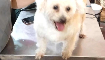 Mr Mascota - 11600 Montevideo Mr Mascota - 11600 Montevideo