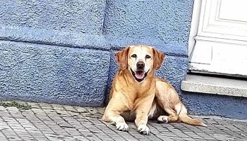 Mundo Pet Clínica Veterinaria - 40000 Rivera Mundo Pet Clínica Veterinaria - 40000 Rivera