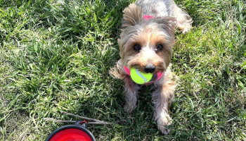 NAniVet - 11300 Montevideo