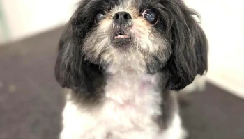 Ohana Peluquería Canina - 11100 Montevideo