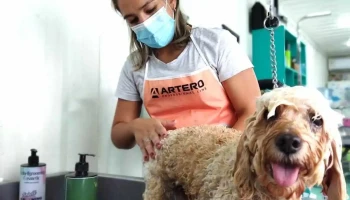 Peludog - 75000 Mercedes