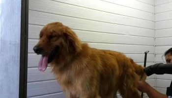 Peluqueria Canina - 15600 Pando