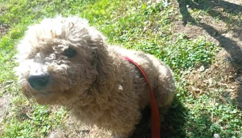 Peluquería canina - 20300 Pan De Azúcar