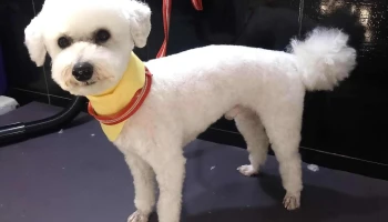 Peluqueria canina - 90700 Santa Lucía