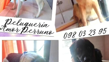 Peluquería Canina amor perruno - 70000 Col. Del Sacramento