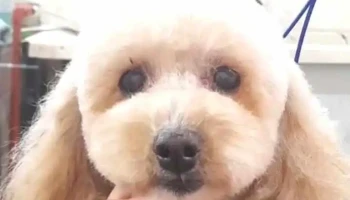 Peluqueria Canina Colitas - 90700 Santa Lucía