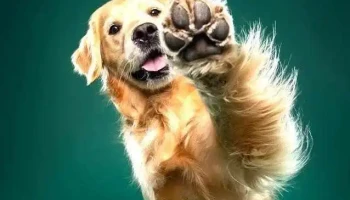 Peluquería canina kukyy - Adrian Medina S 725 Peluquería canina kukyy - Adrian Medina S 725