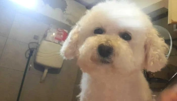 Peluquería Canina My dream - 11900 Montevideo