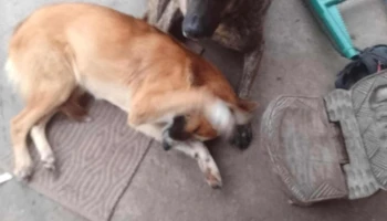 Peluqueria Paula - 90100 Los Cerrillos